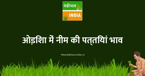 Season Leaves भाव